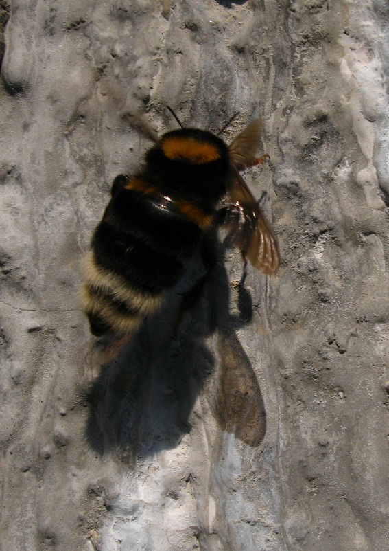  bombo con problemi di volo 